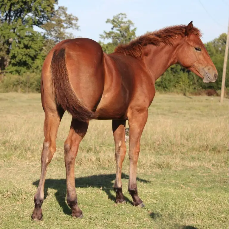 32-9981 B