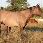 Blue Montana Gold x Tivios Lady Ash Jaz