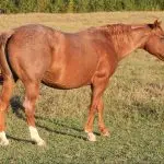 TRR Ms Pep Playboy