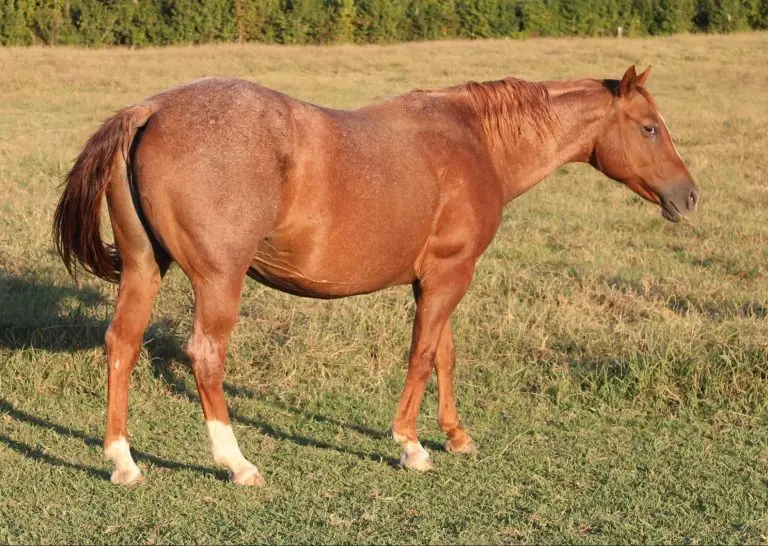 TRR Ms Pep Playboy