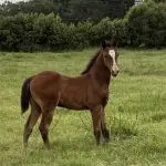 DUALREY GEN 10 x CHECK YER METAL – Filly