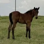 OLLIE TAG x IT’S TIME TO LOOK – Filly