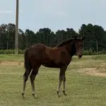 Jackie Nu Chex x It’s Time To Look – Filly
