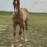 Mr Pocos Gretch x It’s Time To Look – Filly