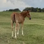 Smart Marie x Catolena Cashin In – Filly